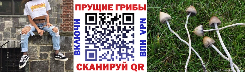 hydra ссылки хочу наркоту Дыгулыбгей Галлюциногенные грибы прущие грибы
